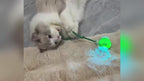 Smart Rolling Ball + Plush Cover